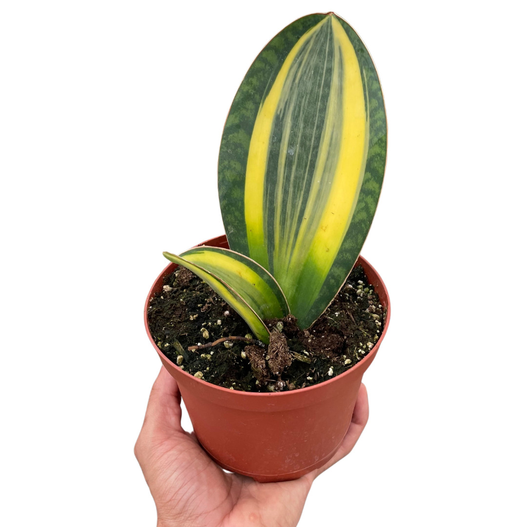 Hand holding a small variegated Shark Fin Snake Plant with green and yellow paddle-like leaves in a brown pot.