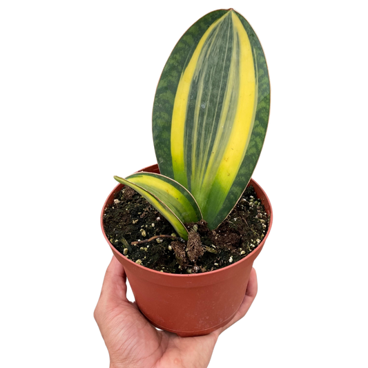 Hand holding a small variegated Shark Fin Snake Plant with green and yellow paddle-like leaves in a brown pot.
