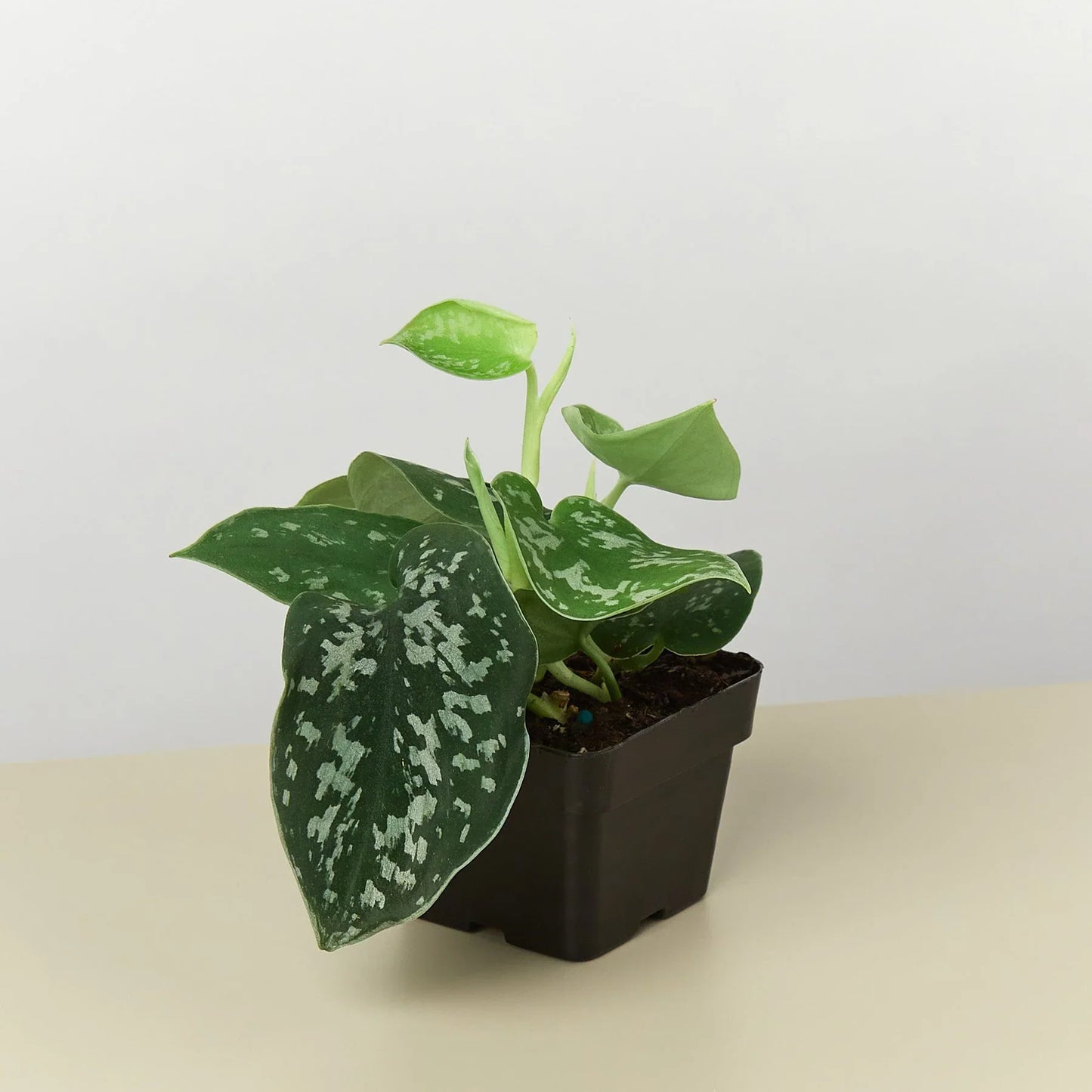 Velvet Forest Plant Kit