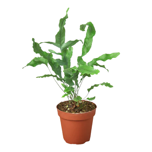 Velvet Forest Plant Kit