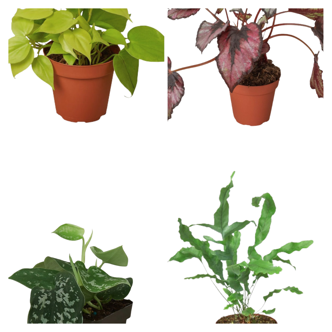 Four potted plants with different leaf patterns on a white background