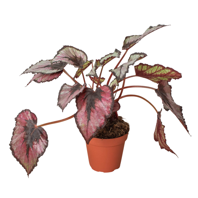 Velvet Forest Plant Kit