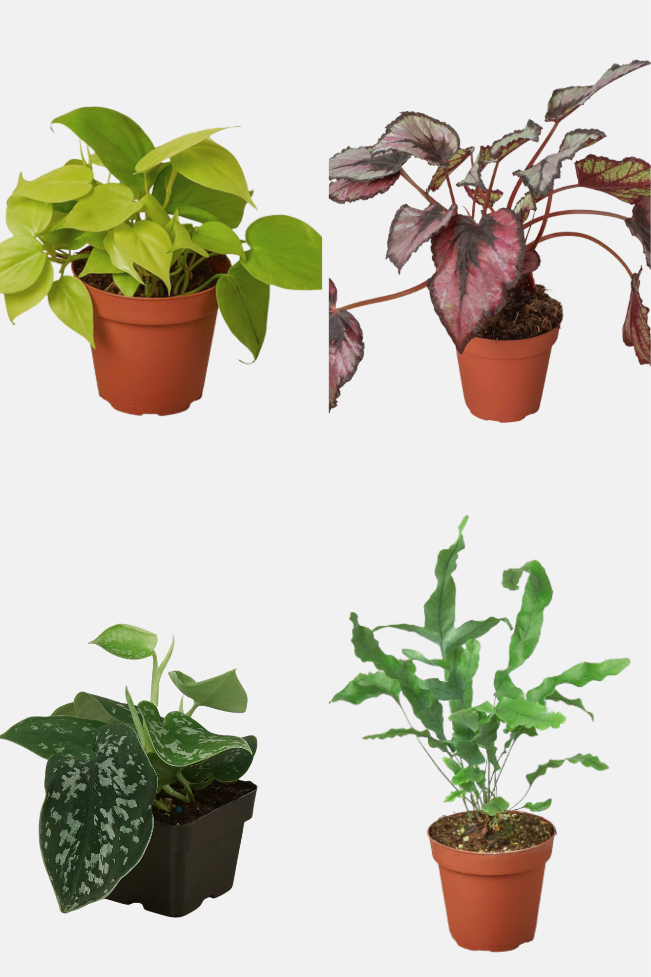 Velvet Forest Plant Kit