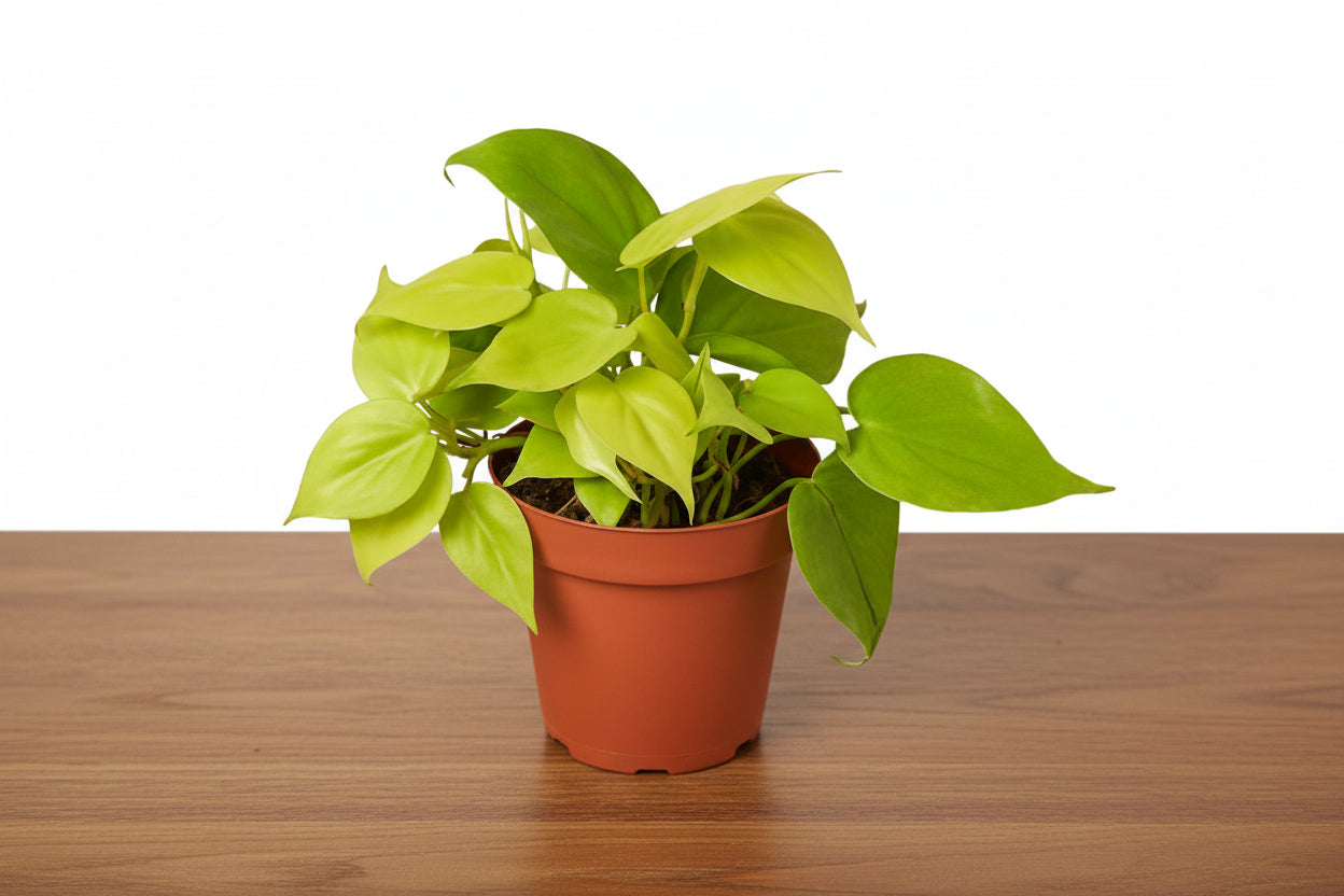 Potted plant with green leaves on a white background