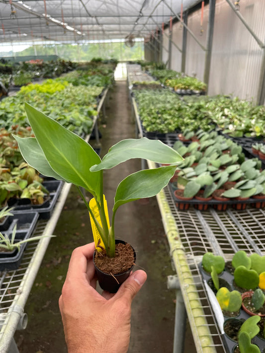 Hand holding a small white bird of paradise strelitzia plant with small green leaves in a black small nursery pot in a geenhouse.