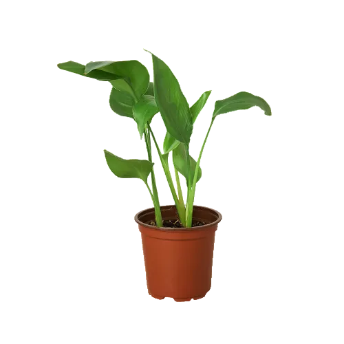 Young White Bird of Paradise 'Strelitzia Nicolai' plant with green leaves in a brown pot.