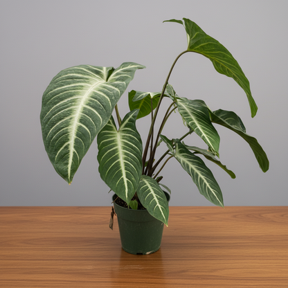 Hand holding a potted plant with large green leaves on a white background