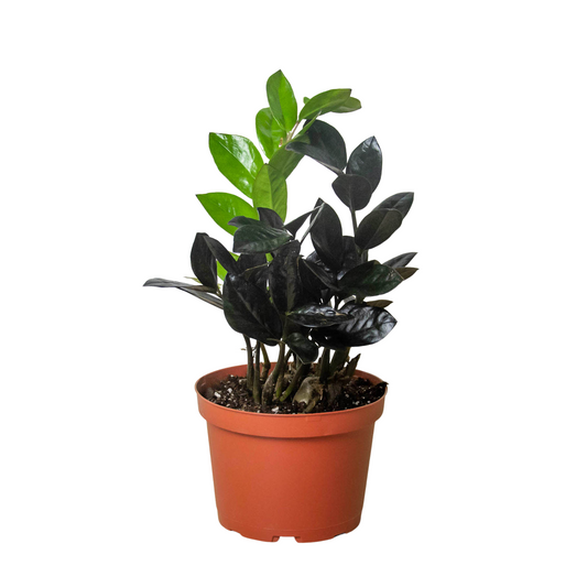 A small zamioculcas black queen plant in a brown pot, featuring both black and new bright green leaves on a white background.