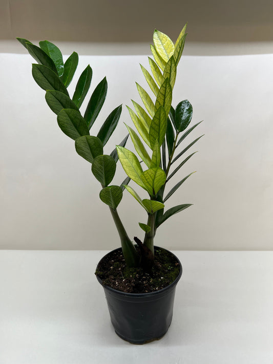 Zamioculcas 'Chameleon' plant in a black nursery pot, showing golden-yellow new leaves and deep green mature foliage.
