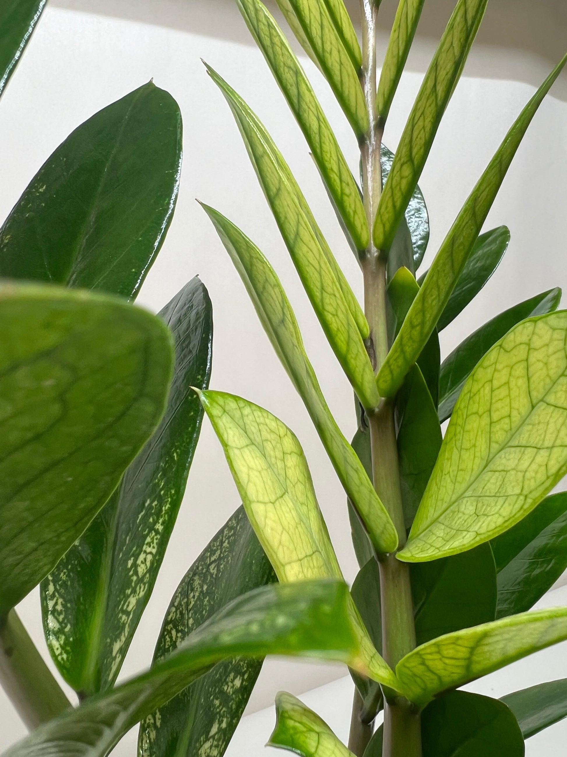 Close-up of a Zamioculcas 'Chameleon' plant with golden-yellow new leaves and deep green mature foliage.
