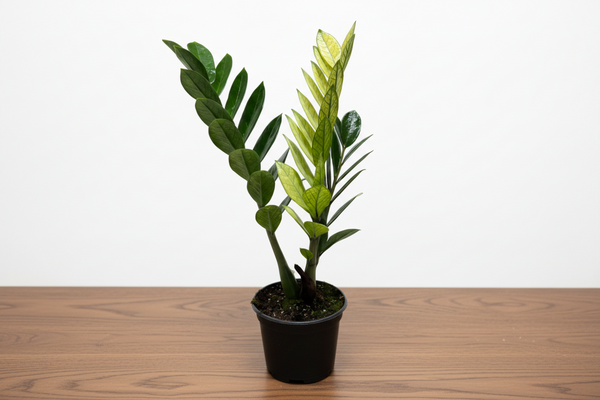 Zamioculcas 'Chameleon' plant in a black nursery pot, with golden-yellow new leaves and deep green mature foliage.