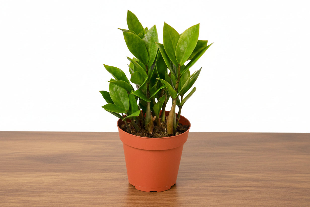 Lush green Zamioculcas Zamiifolia ZZ plant in a terracotta pot on a wooden surface.
