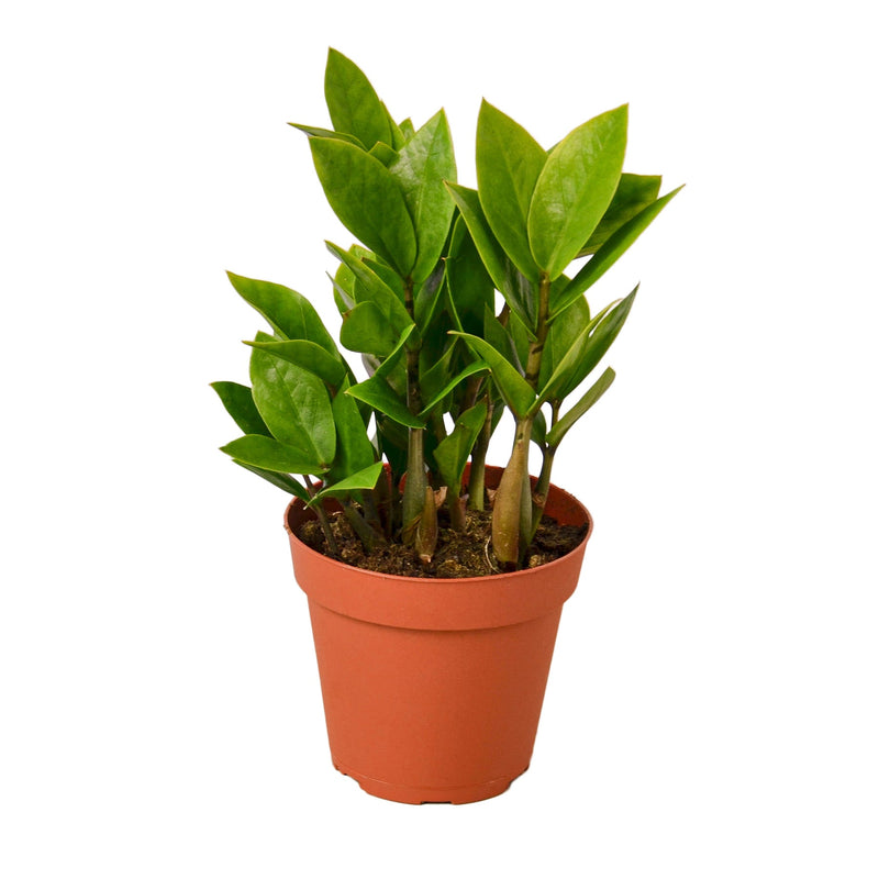 Lush green Zamioculcas Zamiifolia ZZ plant with glossy green leaves in a terracotta pot.