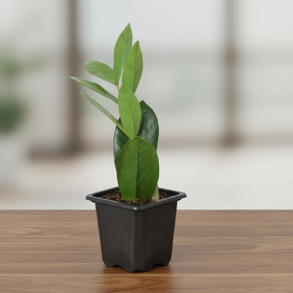 Small ZZ Plant with glossy green leaves in a black plastic nursery pot on a wooden table.