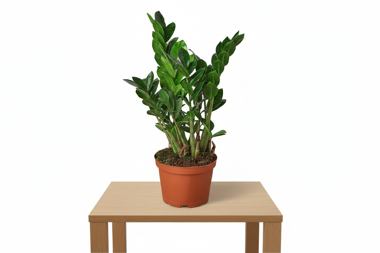 Lush ZZ Plant with glossy green leaves in a brown pot, sitting on a light wood table.