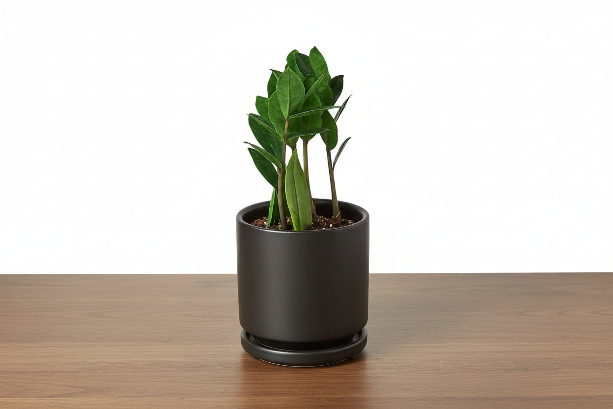 Lush green ZZ Plant in a sleek black ceramic pot on a wooden surface.