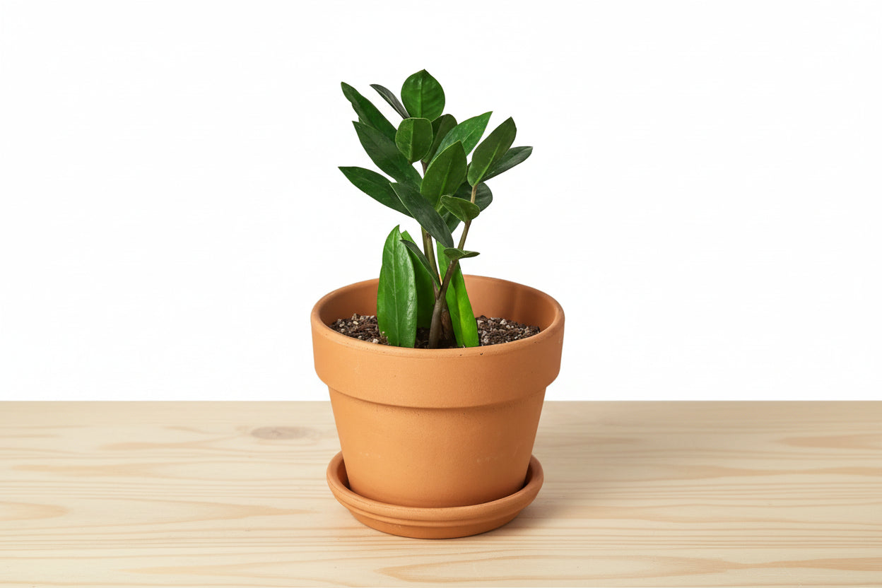 Small ZZ Plant in a terracotta pot with a saucer on a light wooden surface.