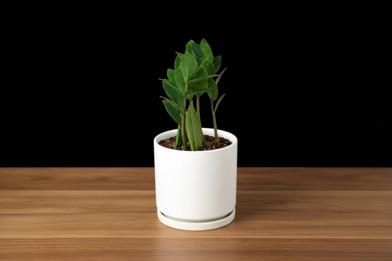 Compact Zamioculcas Zamiifolia ZZ plant with glossy green leaves in a white ceramic pot on wood.