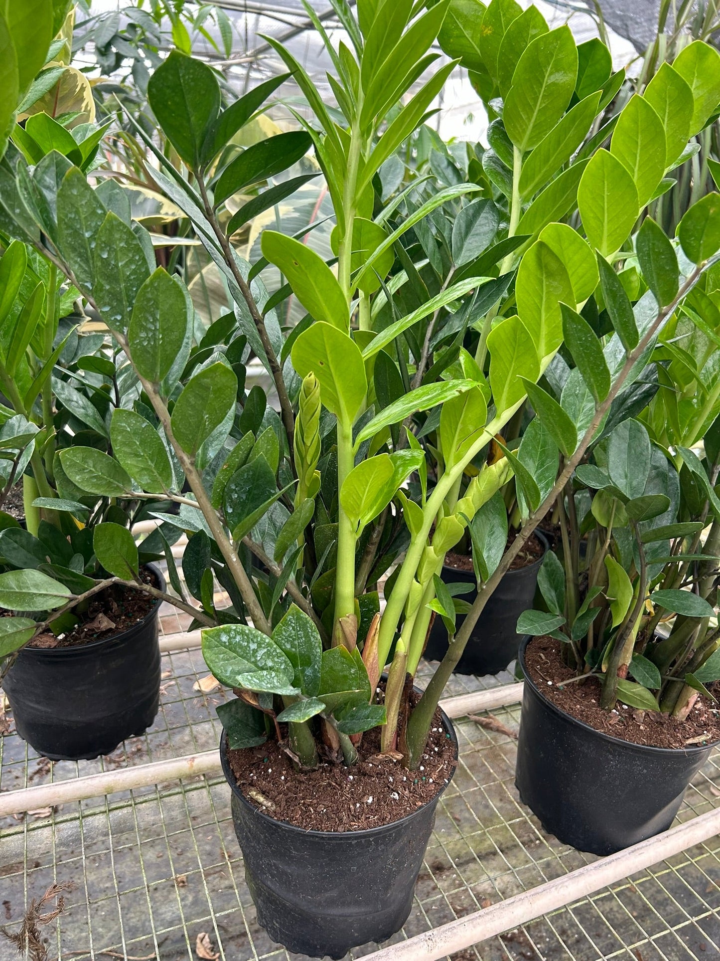 Lush ZZ plants with glossy green leaves in black pots on a metal rack.