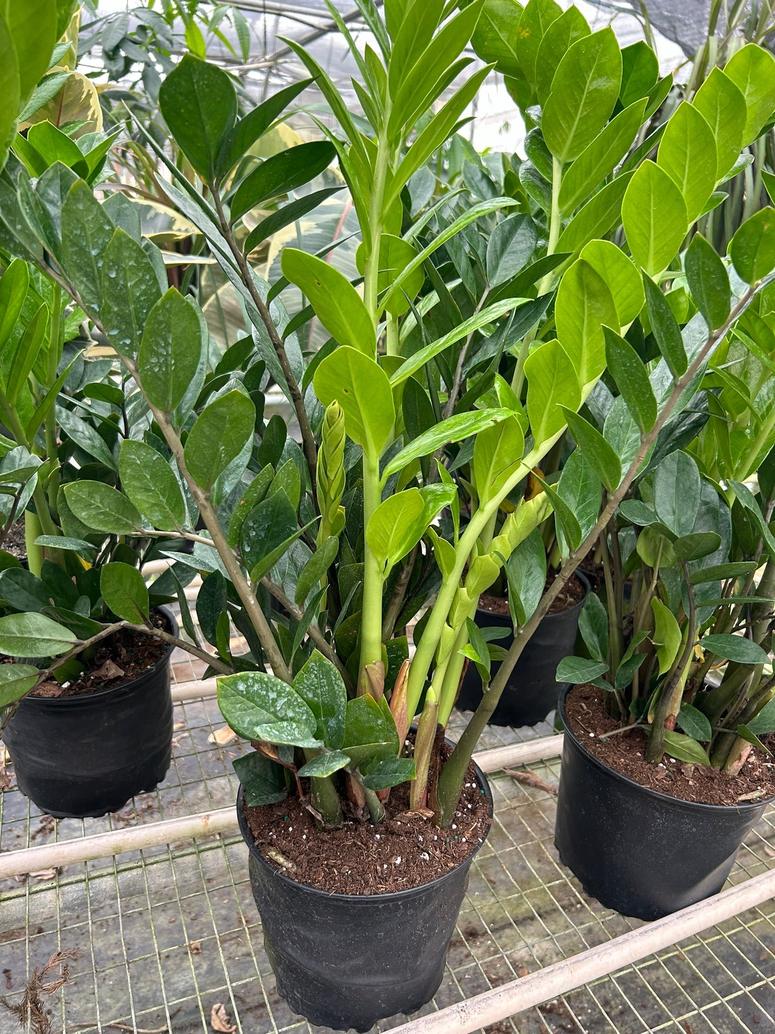 Lush ZZ plants with glossy green leaves in black pots on a metal rack.