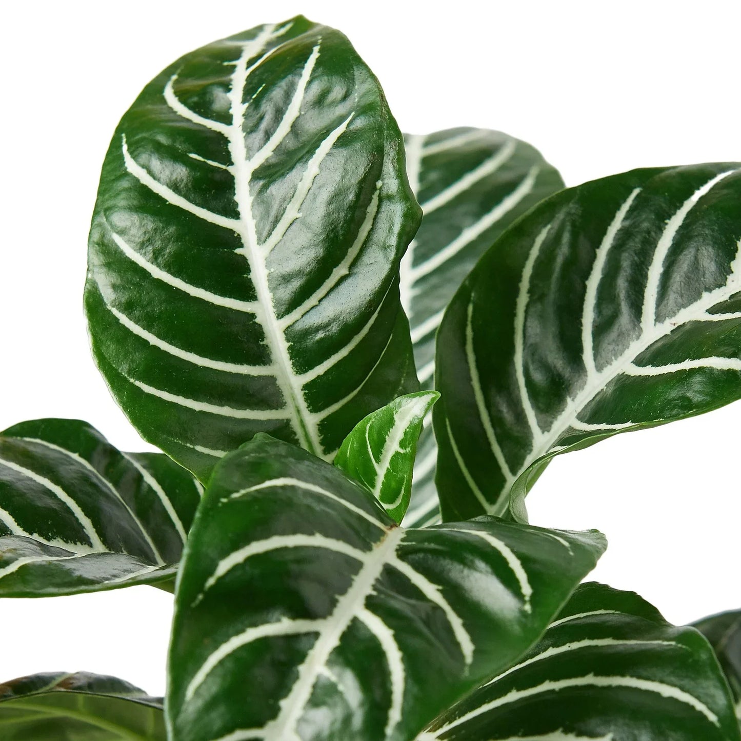 Close-up of a Zebra Plant (Aphelandra squarrosa) with glossy dark green leaves and crisp white veins.