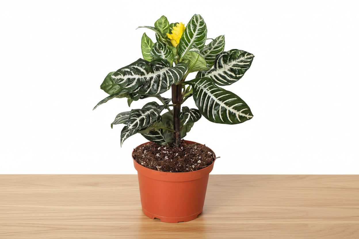 Zebra Aphelandra plant with glossy dark green leaves, white veins, and a bright yellow flower in a brown pot.