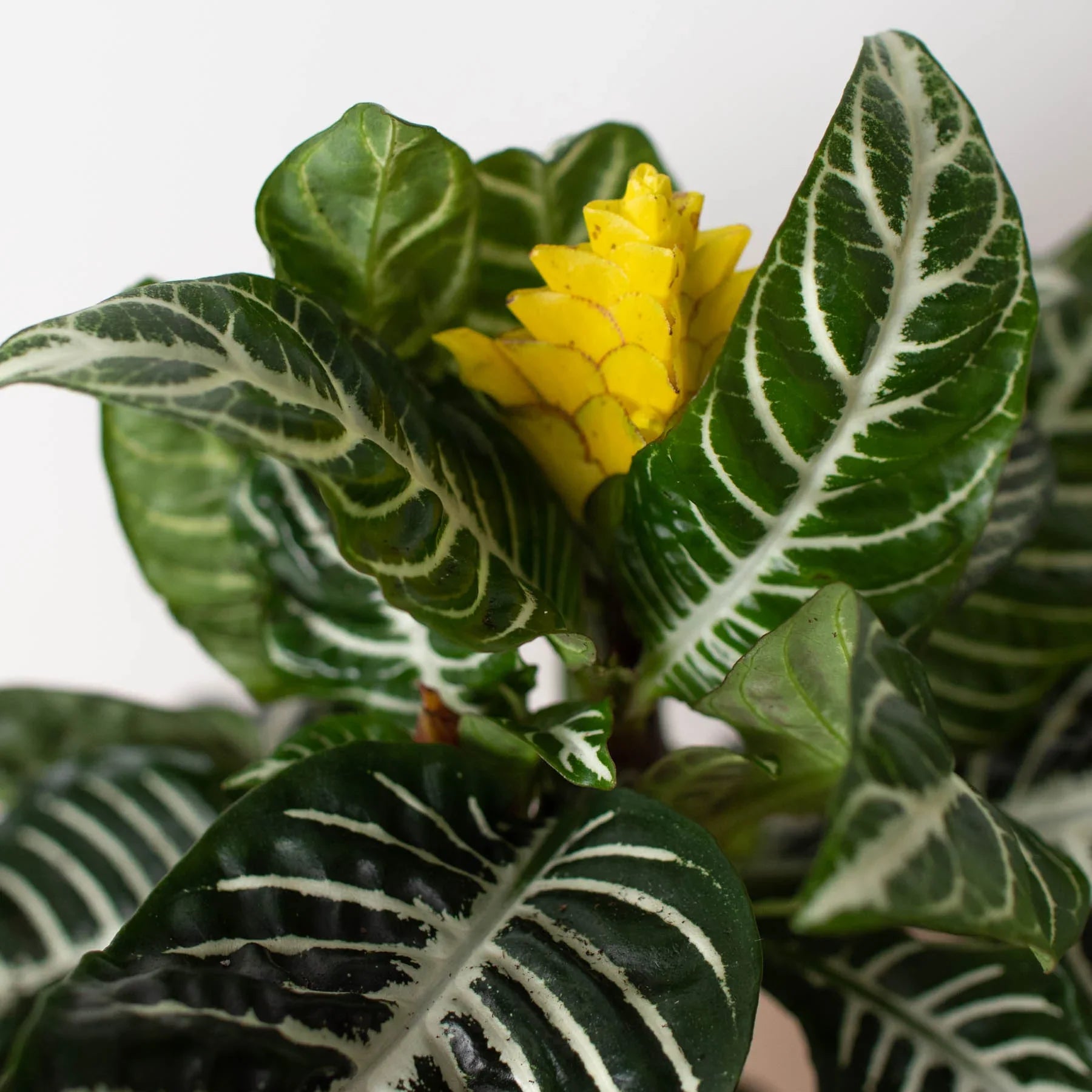 Zebra Plant with glossy dark green leaves, bold white veins, and a vibrant yellow flower bract.