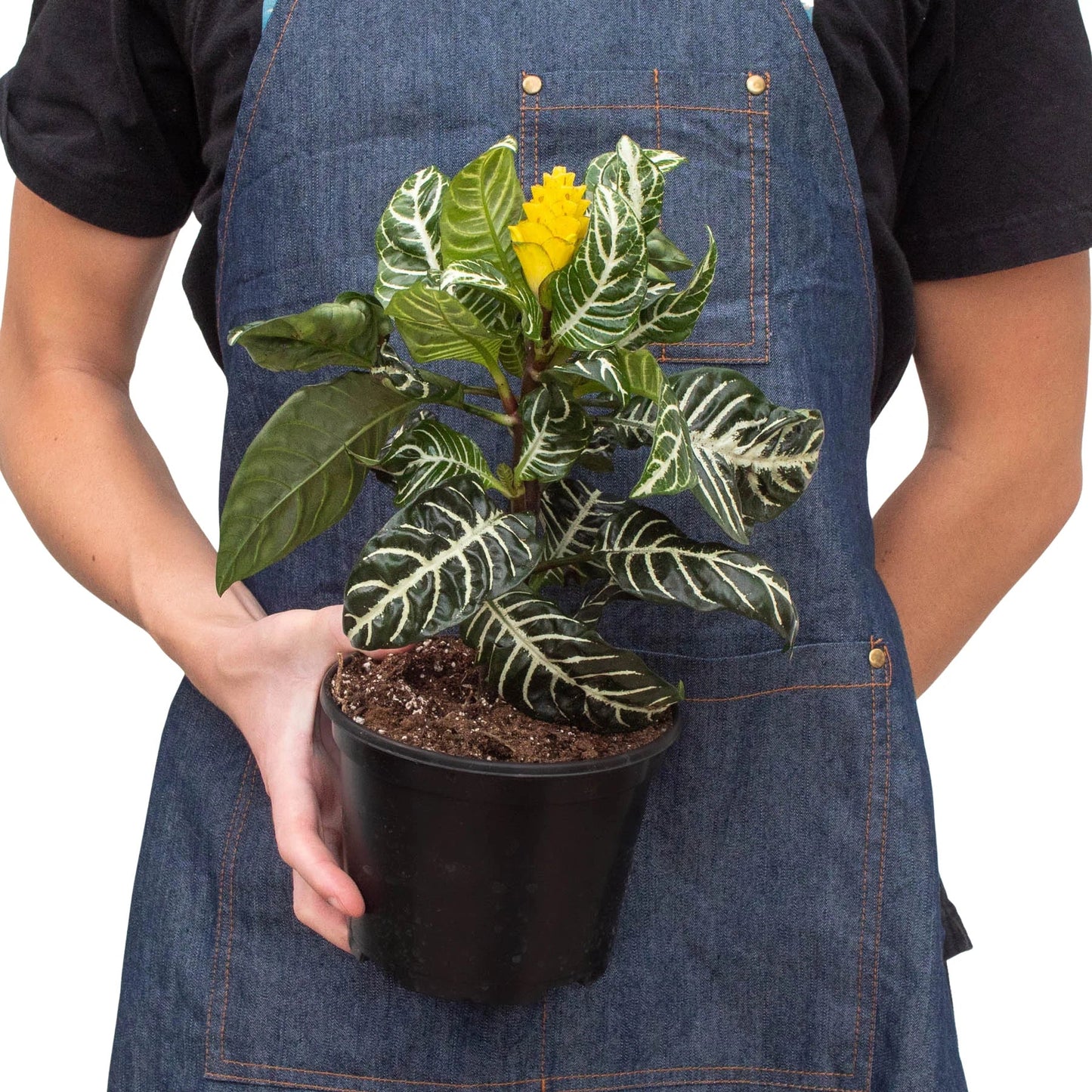 Person in denim apron holding a potted Zebra Plant with dark green, white-veined leaves and a yellow flower.