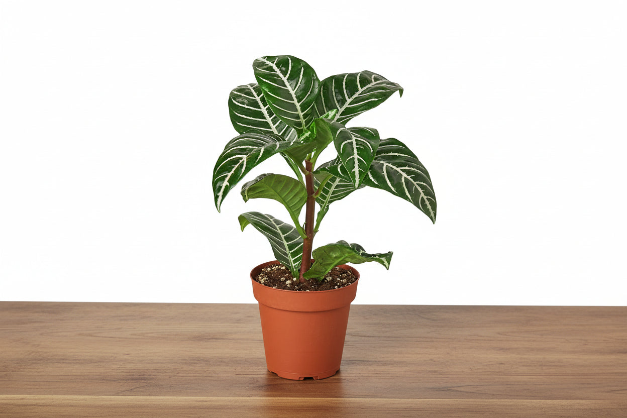 Zebra Plant (Aphelandra squarrosa) in a brown pot, showcasing its glossy dark green leaves with bold white veins.