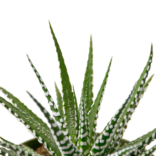 Zebra Succulent (Haworthia fasciata) with bold white horizontal stripes on deep green, pointed leaves.