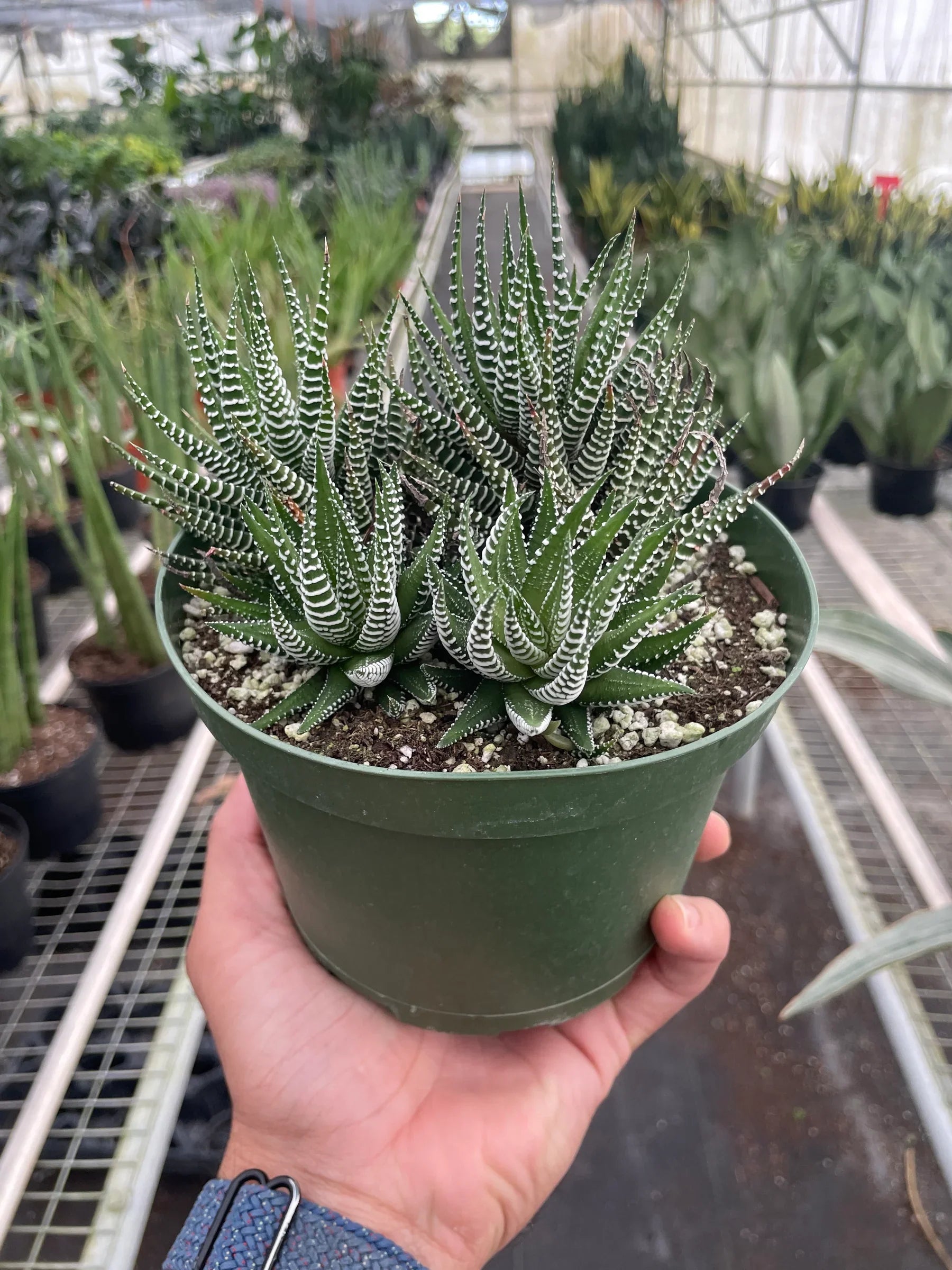 Hand holding a small green potted Zebra Succulent with bold white stripes on dark green, pointed leaves.