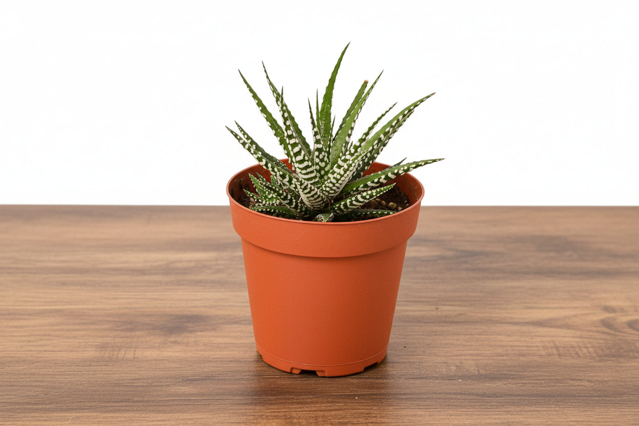 Compact Zebra Succulent (Haworthia fasciata) in a small terracotta pot on a wooden surface.