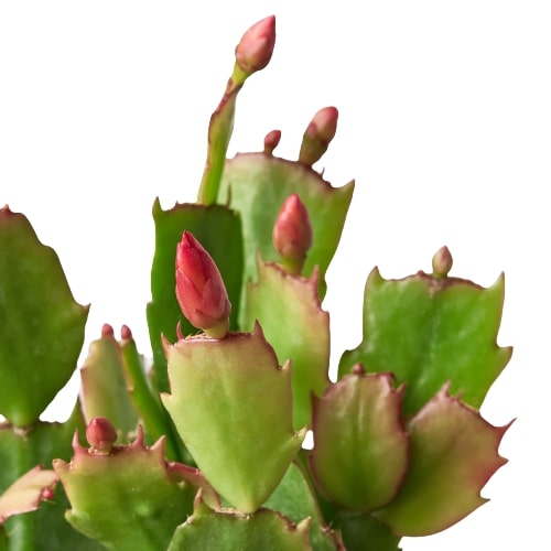 Green Christmas Cactus with multiple vibrant red flower buds ready to bloom.