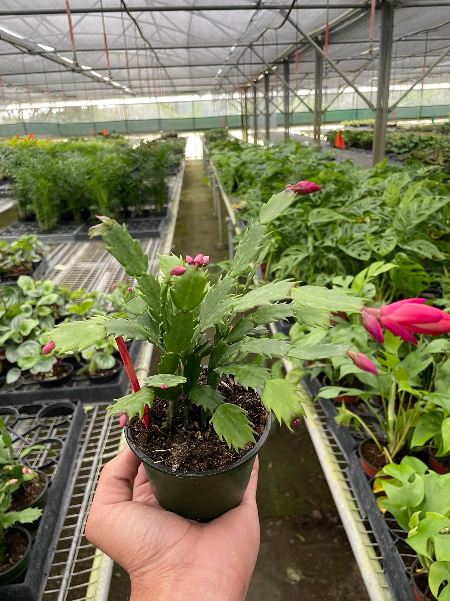 Small Zygocactus 'Christmas Cactus' plant with green segmented stems and vibrant pink buds in a black pot.