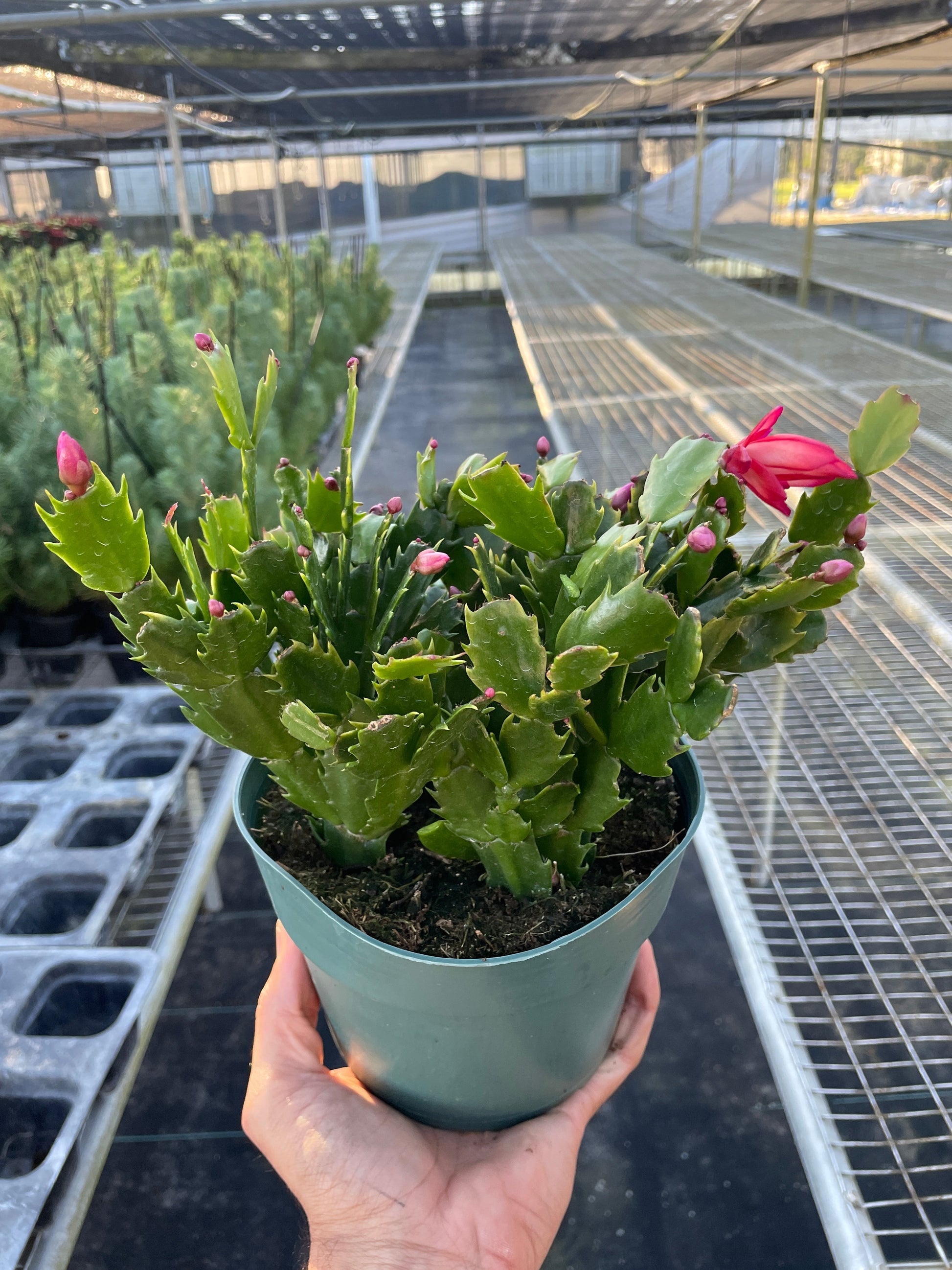 Zygocactus 'Christmas Cactus' in a green pot, with vibrant pink tubular flowers and buds.