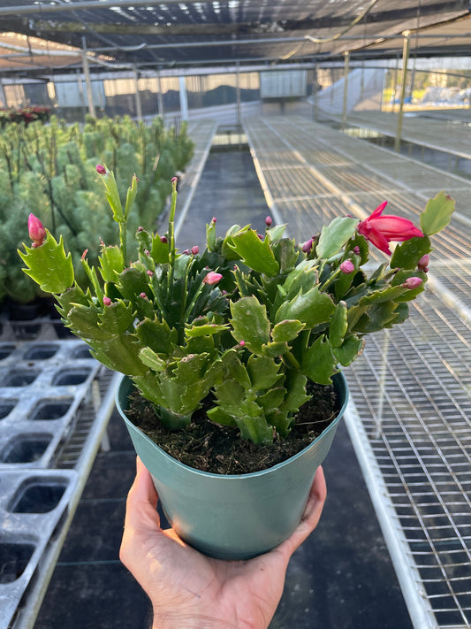 Hand holding a big Zygocactus 'Christmas Cactus' in a green pot, with vibrant pink tubular flowers and buds in a greenhouse with other plants in the background.
