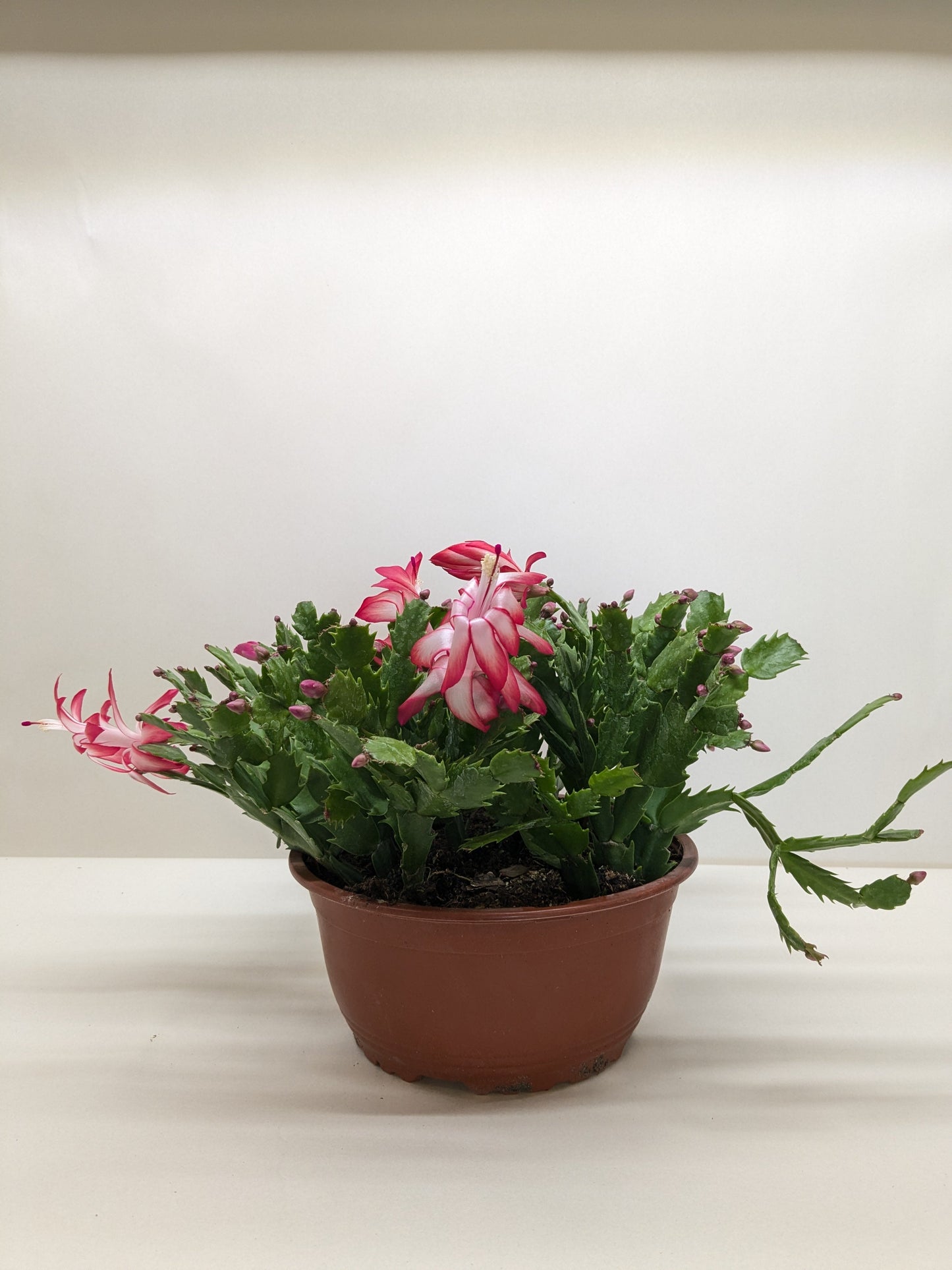 Zygocactus 'Christmas Cactus' in a brown pot, displaying vibrant bicolor red and white tubular flowers.