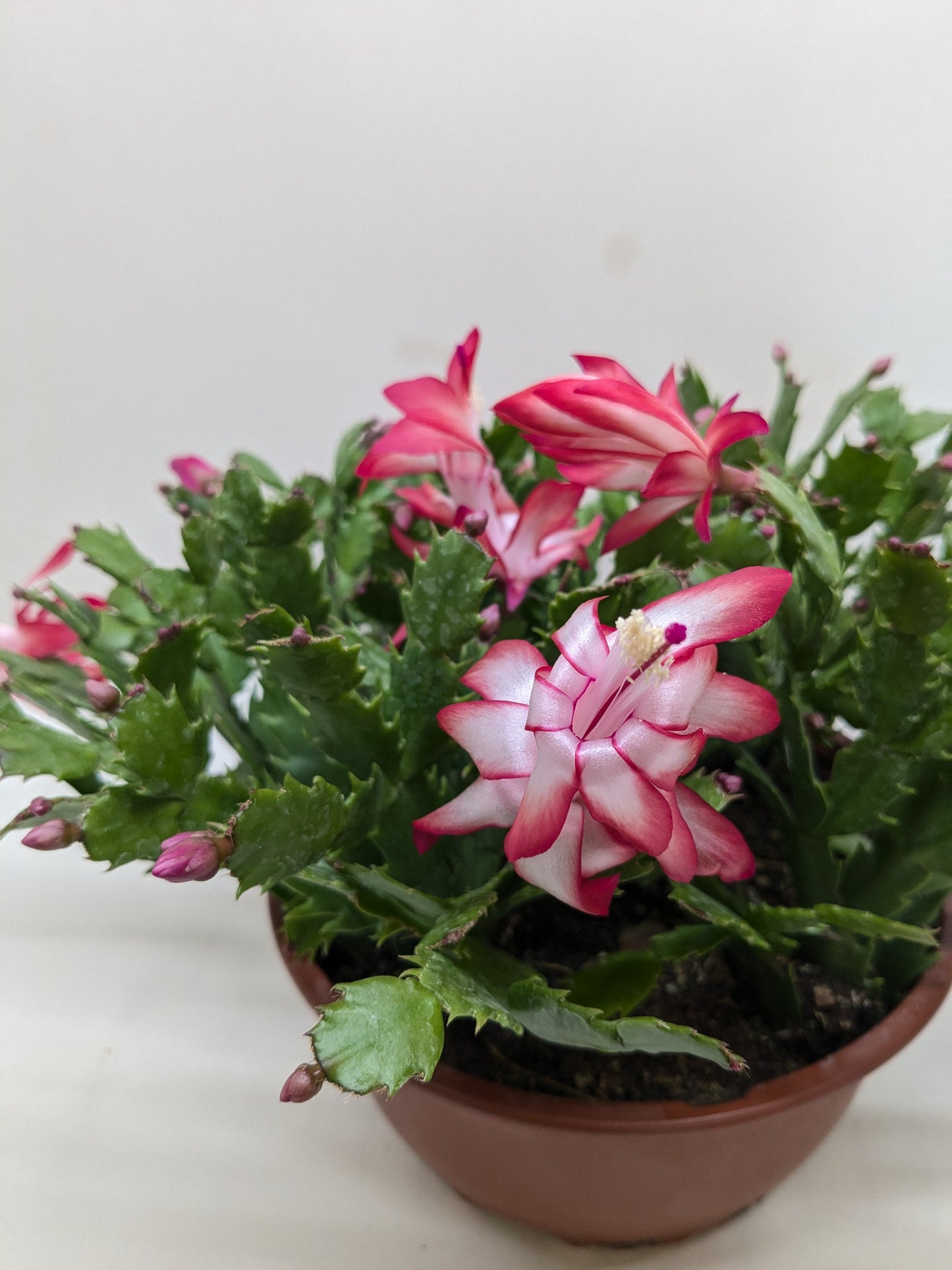 Potted Christmas Cactus with vibrant bicolor pink and white tubular flowers and green segmented stems.