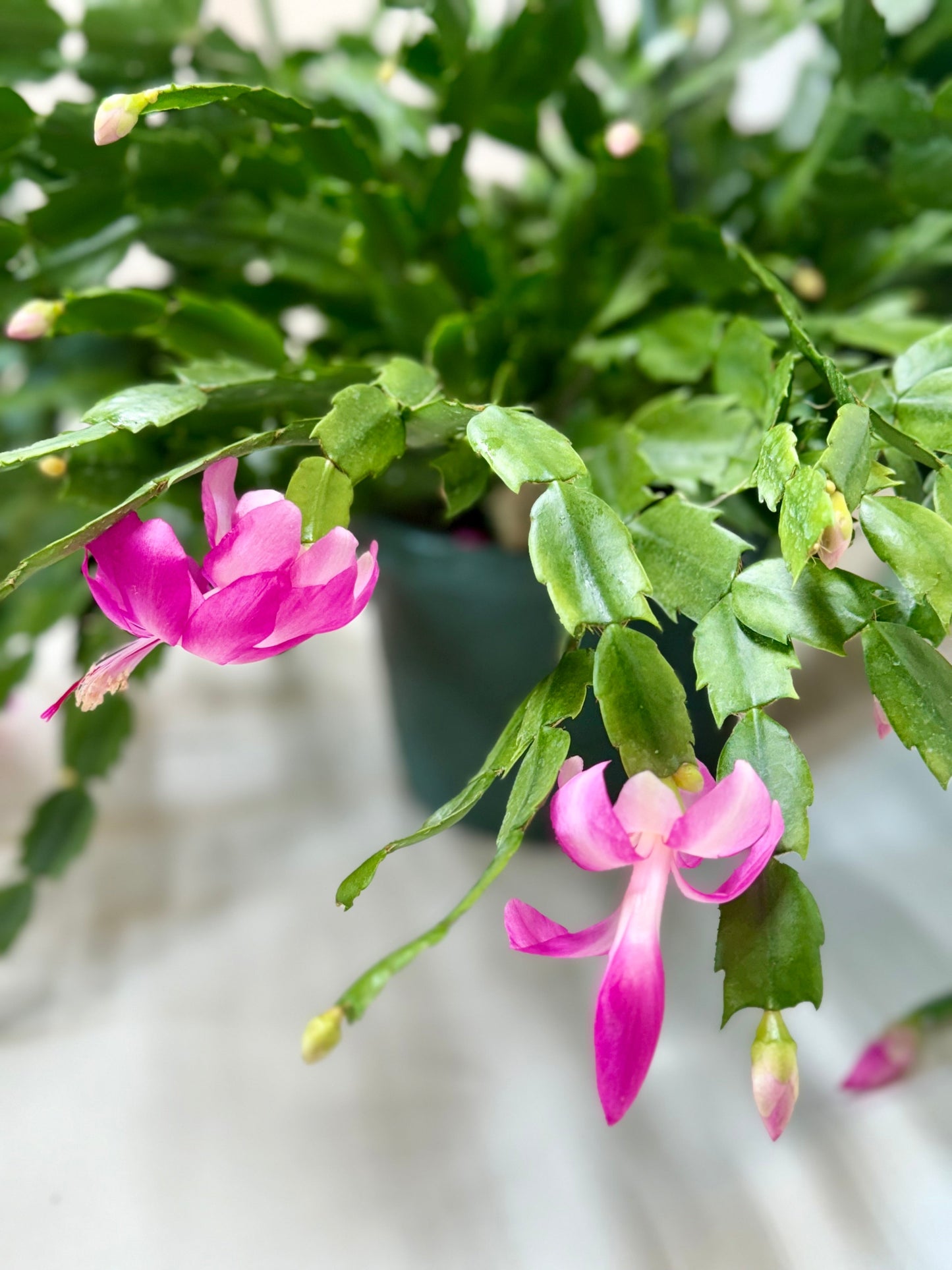 Vibrant pink Christmas Cactus with green segmented stems and developing buds in a dark pot.