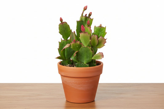 Zygocactus Christmas Cactus in a terracotta pot with green segmented stems and pink flower buds.