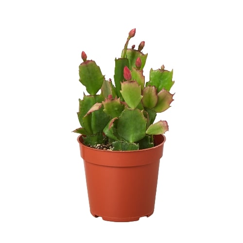 Zygocactus Christmas Cactus in a brown pot with green segmented stems and red flower buds.