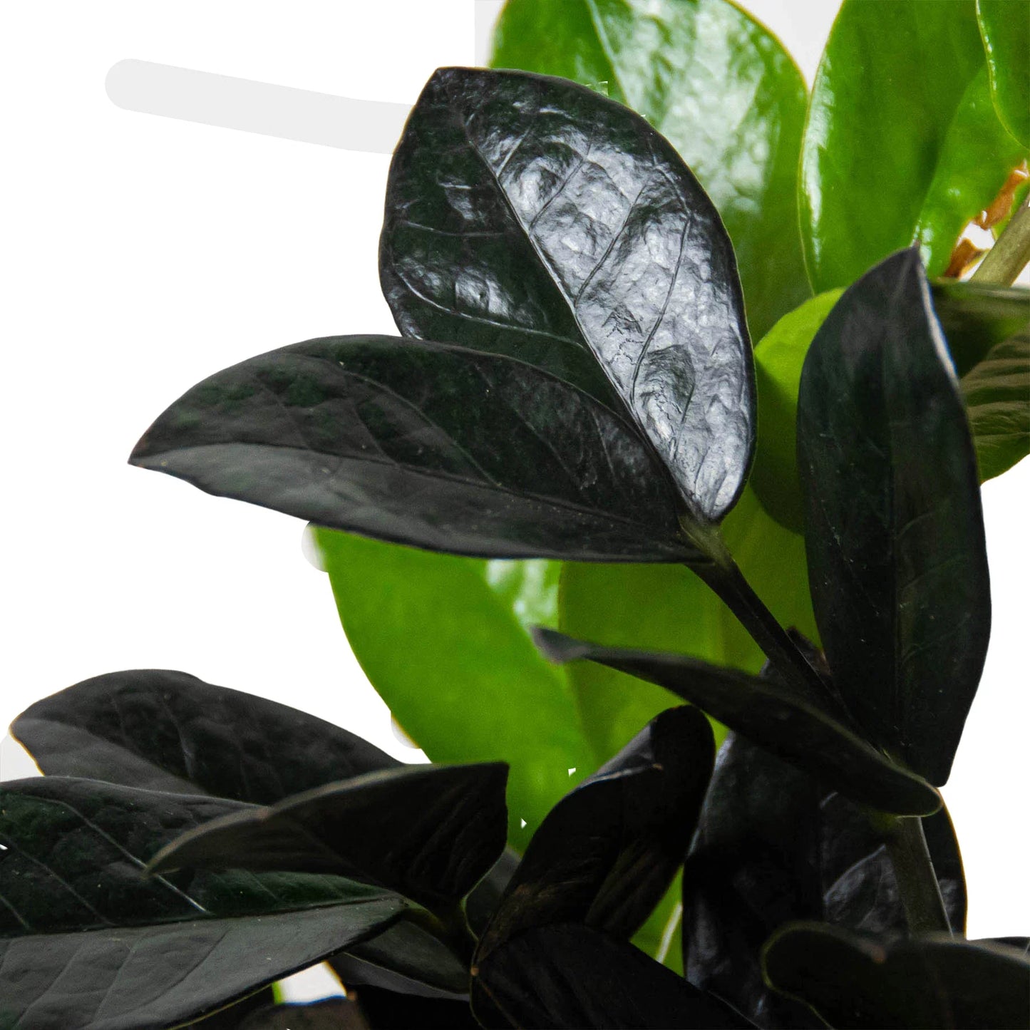 Close-up of a ZZ Black Queen plant with dark, glossy, near-black leaves and bright green new growth.