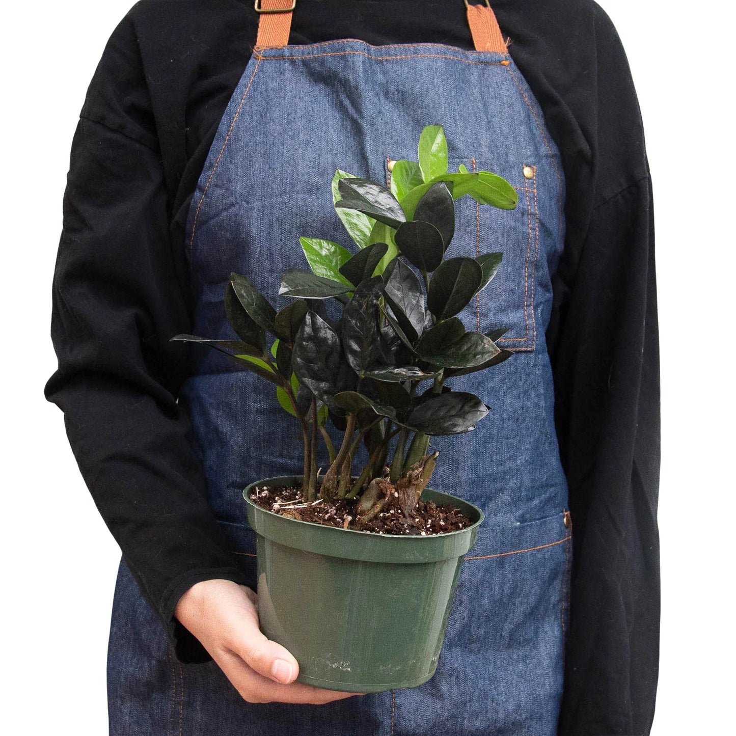 Person in denim apron holding a potted ZZ Black Queen plant with dark and bright green leaves.