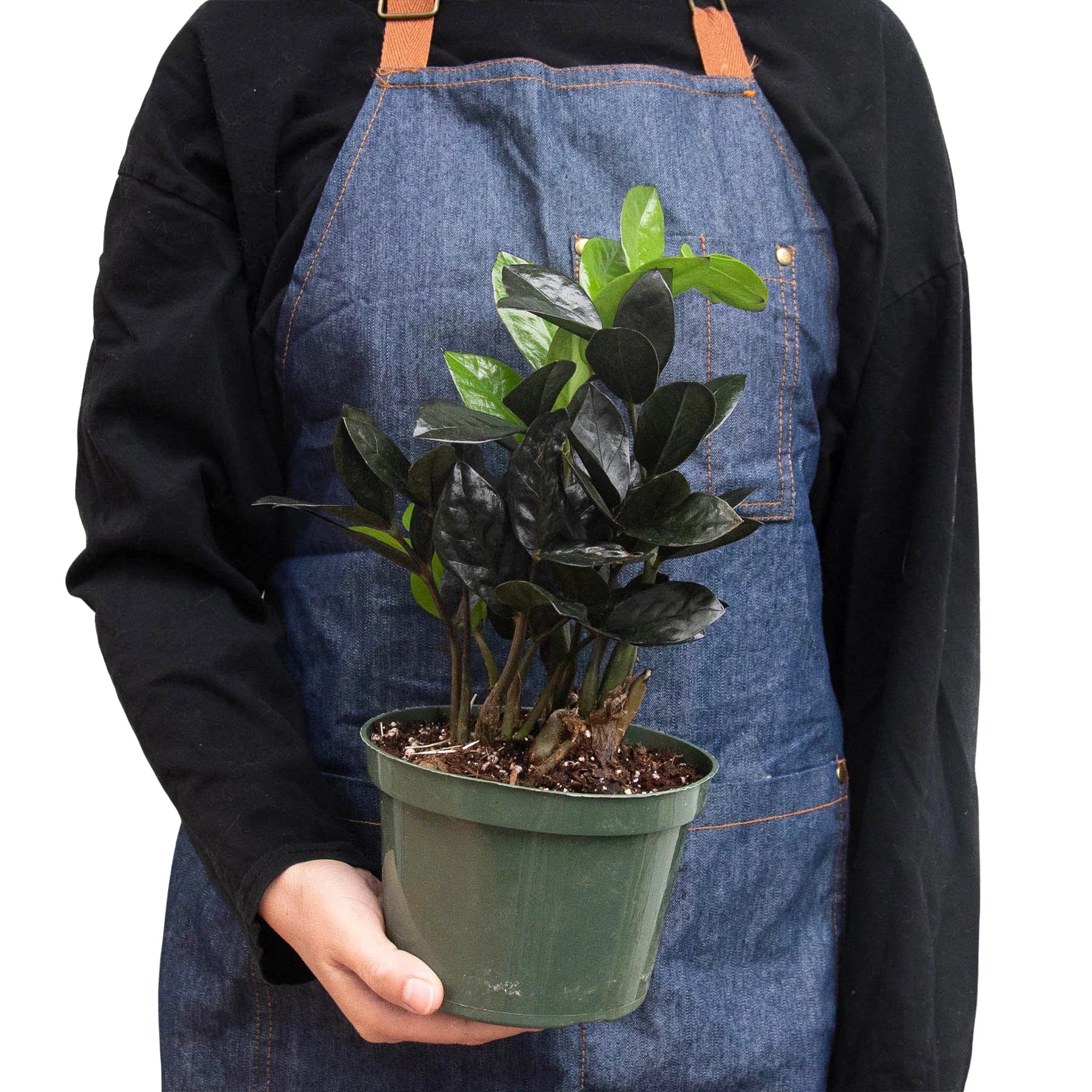 Person in denim apron holding a potted ZZ Black Queen plant with dark and bright green leaves.