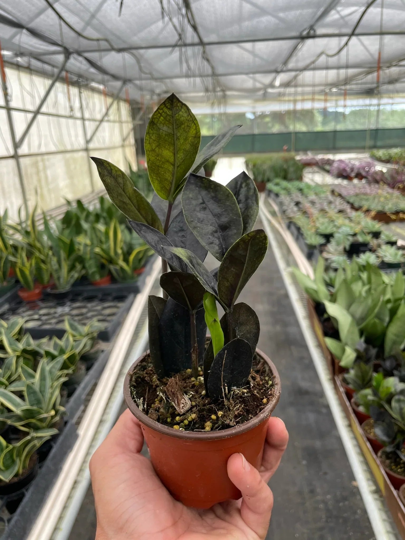Hand holding a small ZZ Black Queen plant with dark, near-black leaves in a terracotta pot.