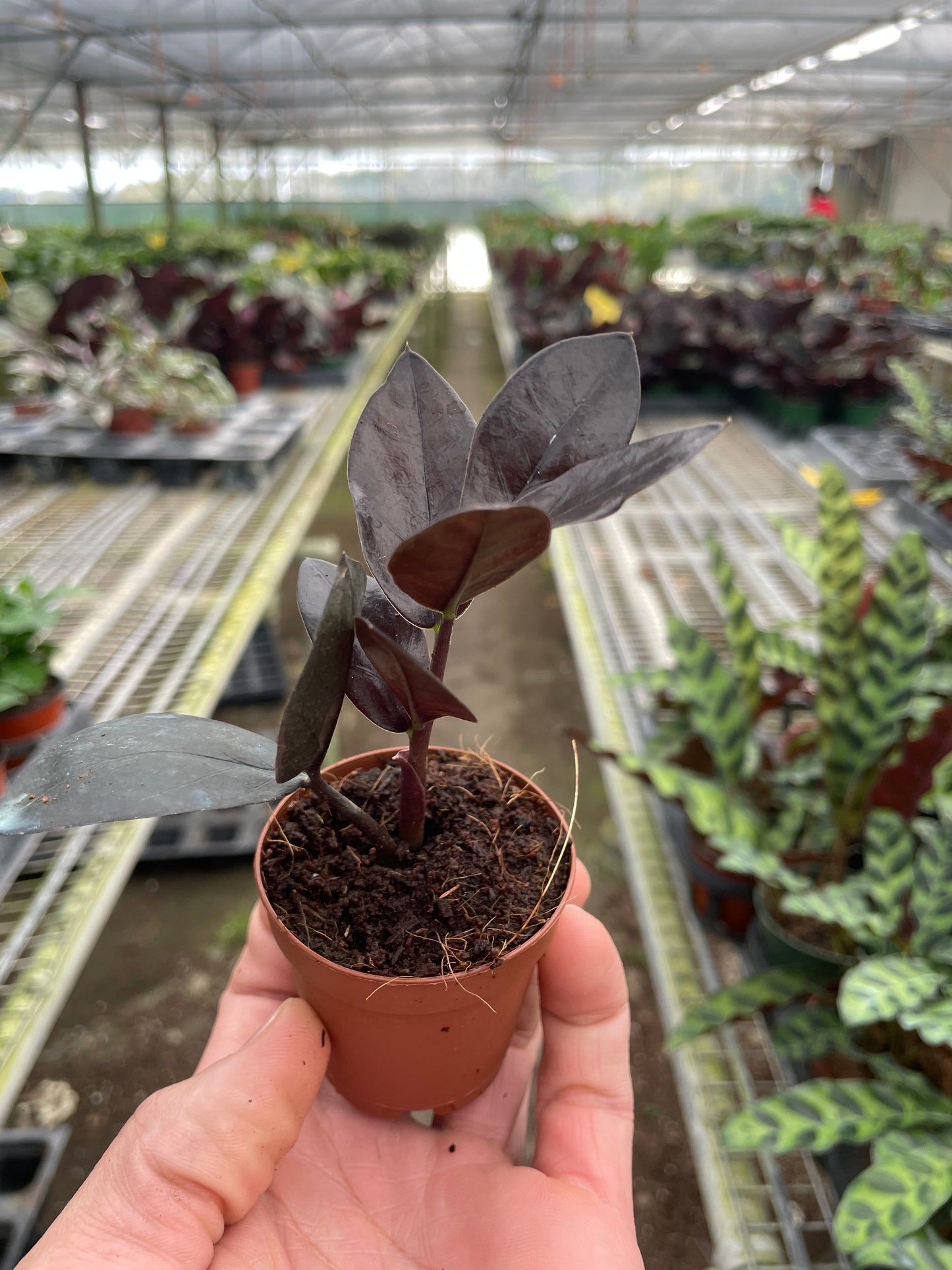 Hand holding a small ZZ Black Queen plant with dark, near-black leaves in a brown pot.
