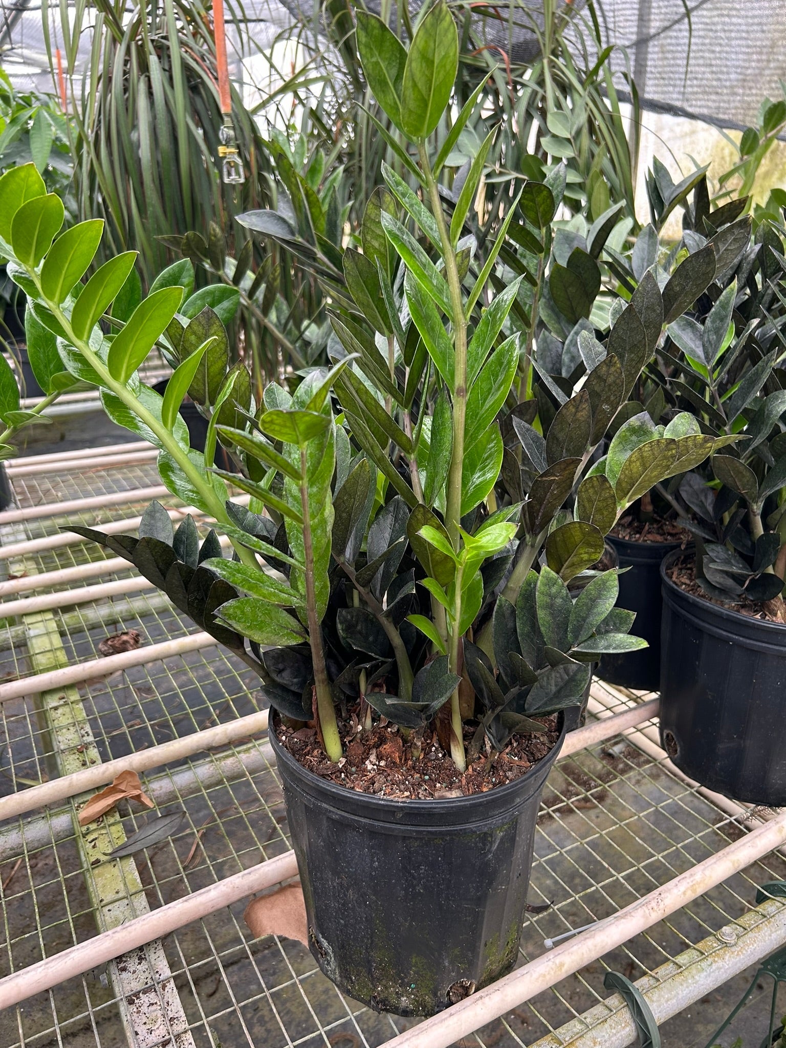 ZZ Black Queen plant in a black pot, showing dark and bright green leaves.
